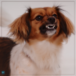 Dog Bites and Animal Attacks - Miami Personal Injury Attorney