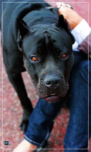 Understanding Florida’s Dog Bite Laws - Personal Injury Attorney Adriana P. Santiesteban, P.A.